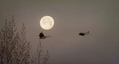 Moon Duet