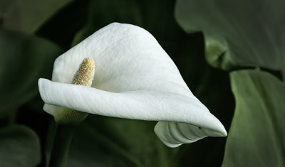 Cala Lily