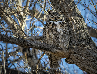 Great Horned Owl
