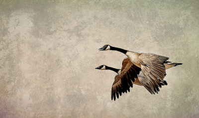 Over the Pond