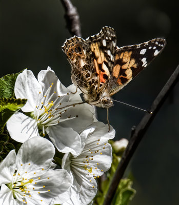 A Moth & A Few Butterflies