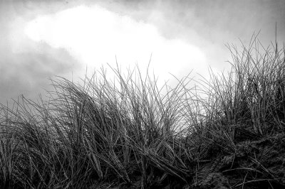 Blowin In the Wind