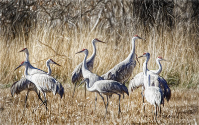 Sandhill Cranes, Bosque del Apache NWR