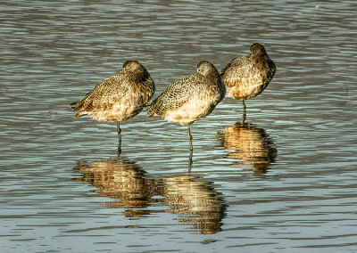 Marbled Godwit