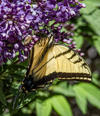 A Moth & A Few Butterflies