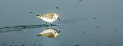 Sanderling, Bodega Bay