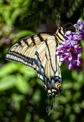 A Moth & A Few Butterflies