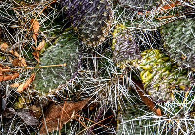 Succulents, Cactus & Other Spiny Plants