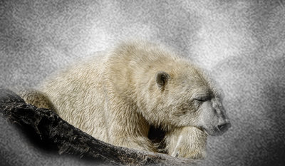 Polar Snooze