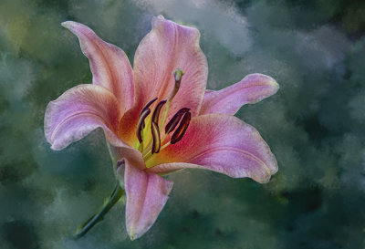 June Lily