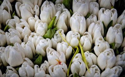 Irish Whites