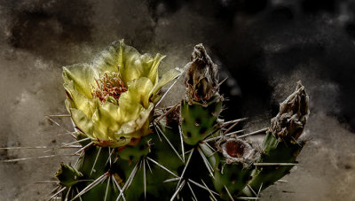 Desert Bloom