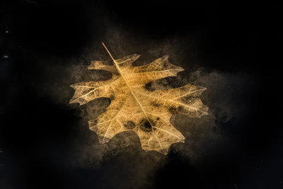 Oak Leaf