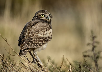 Those Burrowing Owls