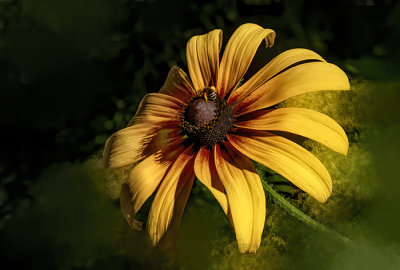 Black Eyed Susan