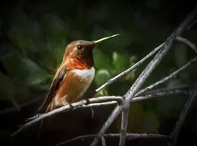 Rufous Hummingbird