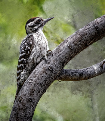 Ladderback Woodpecker