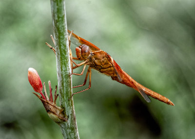 Flame Skimmer Dragonfly