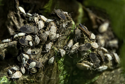 Those Bugs