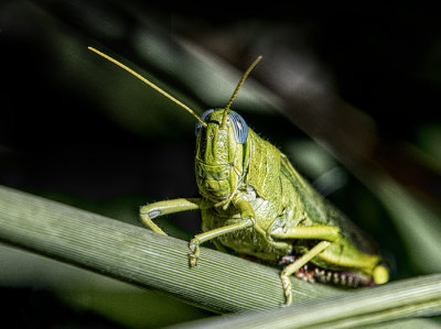 Those Bugs
