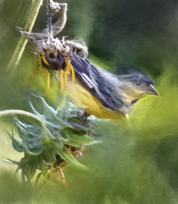 Goldfinch on Sunflower