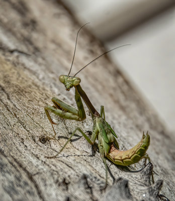 Those Bugs
