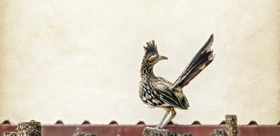 Ubiquitous Roadrunner