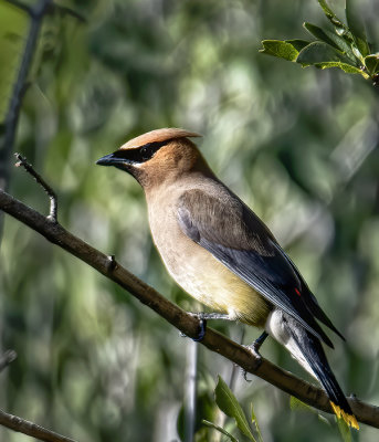 Cedar Waxwing