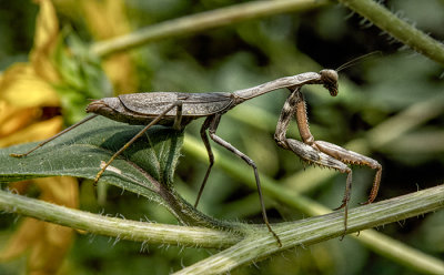 Those Bugs