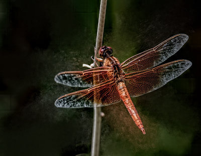 Flame Skimmer Dragonfly
