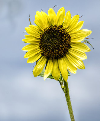 Summer Sunflowers