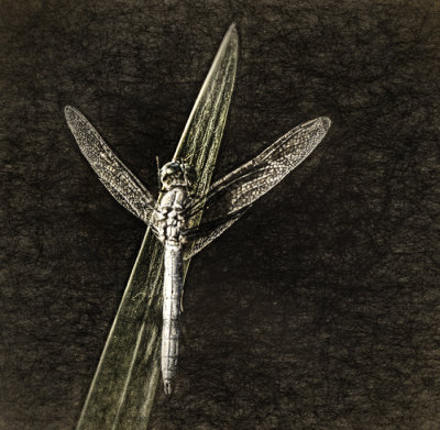 Dragonfly