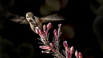 Rufous Hummingbird