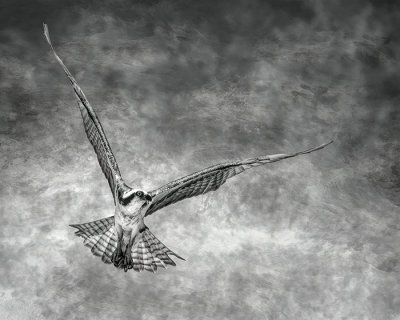 Western Osprey