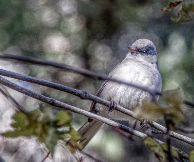 Little Gray Bird