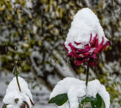First Snowfall