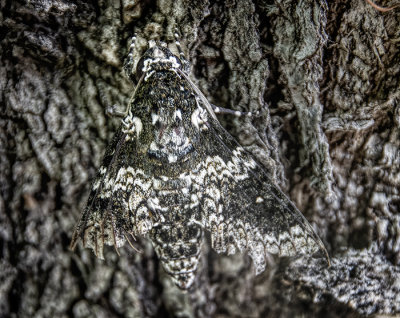 A Moth & A Few Butterflies