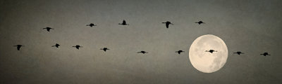 Migration