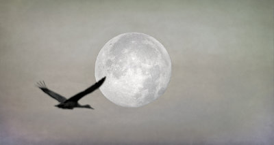 Moon Flight