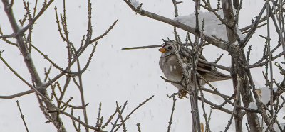 Snowbird