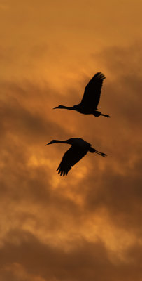Mirrored Flight, Sandhill Cranes