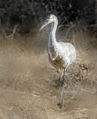 Juvenile Sandhill Crane