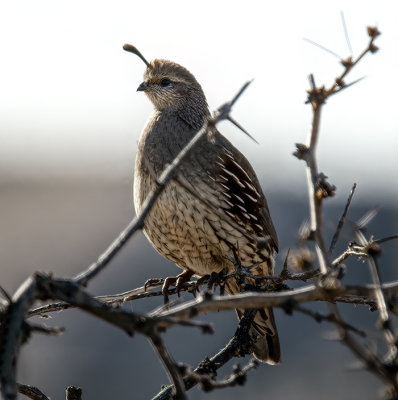 Gambels Quail