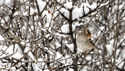 White Crowned Sparrow