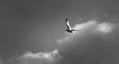 That You Jonathan Livingston Seagull?
