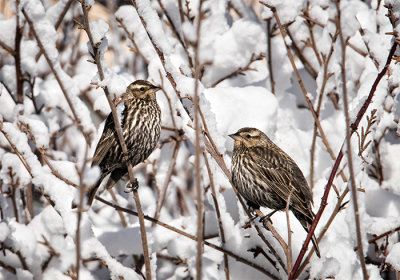 Snowbirds