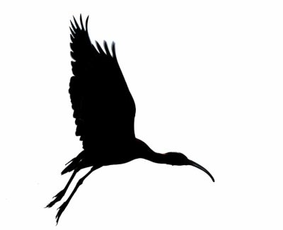 Flight of the Ibis