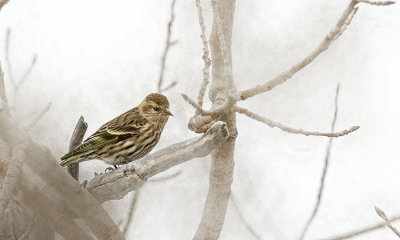 Cheery Friend in the Fog