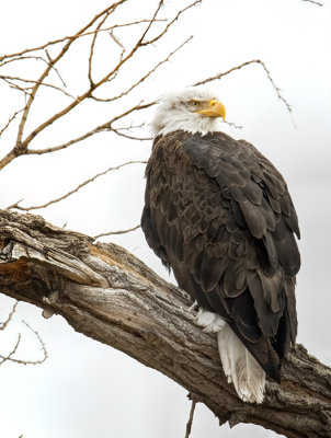 The Bald Eagle
