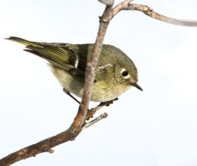 Ruby Crowned Kinglet